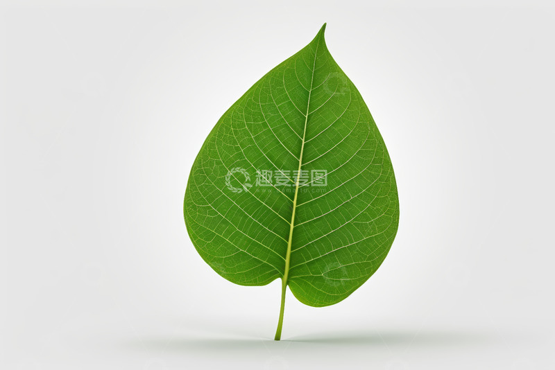 高清大图下载【趣麦麦图】绿色单叶特写素材