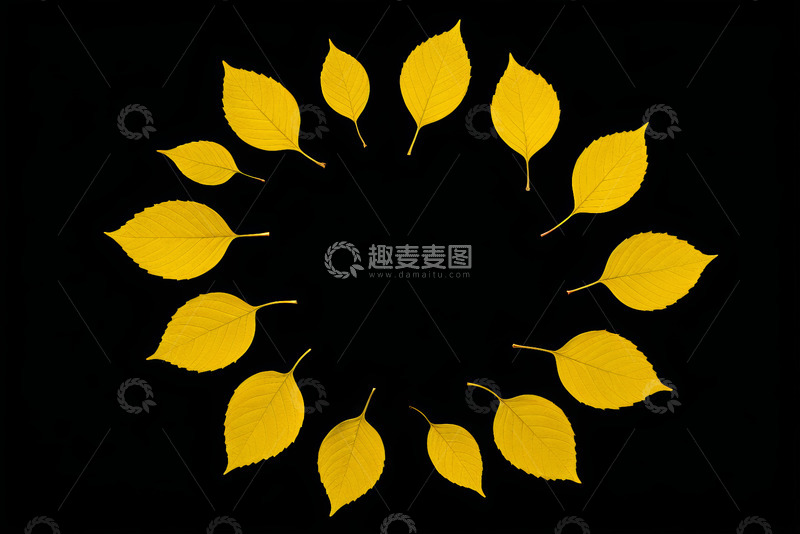 高清大图下载【趣麦麦图】黑色背景圆形排列的黄色树叶
