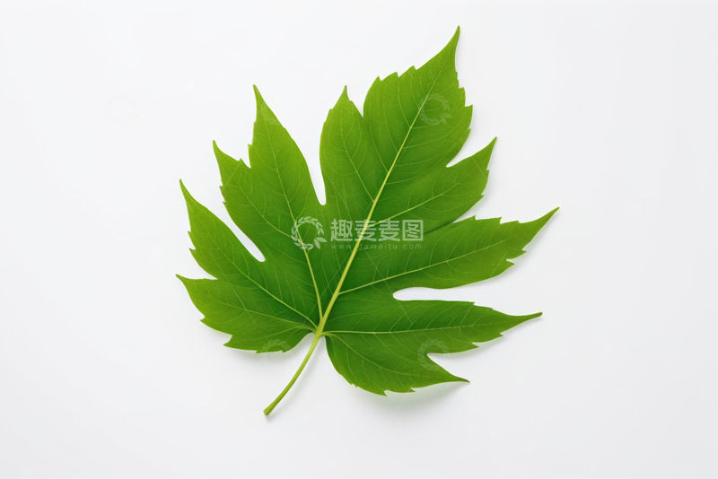 高清大图下载【趣麦麦图】白色背景上的绿色单叶片