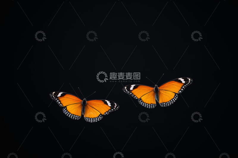 高清大图下载【趣麦麦图】两只橙色蝴蝶黑色背景特写
