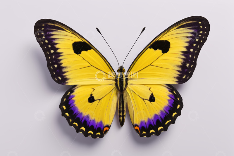 高清大图下载【趣麦麦图】黄色蝴蝶特写素材