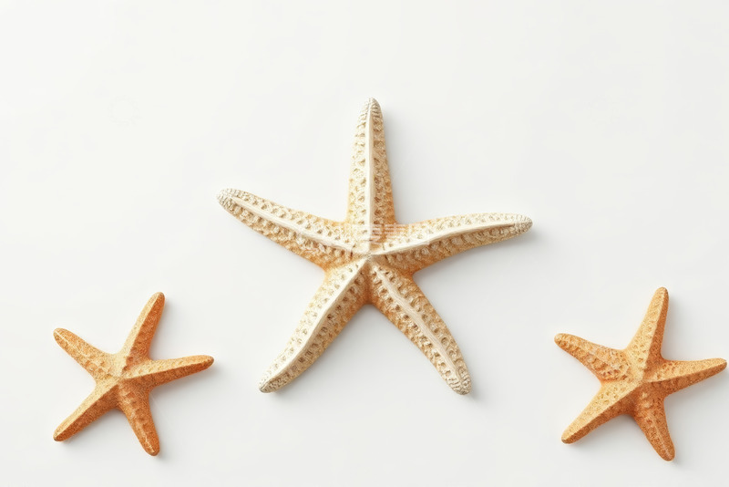 高清大图下载【趣麦麦图】三只海星特写静物