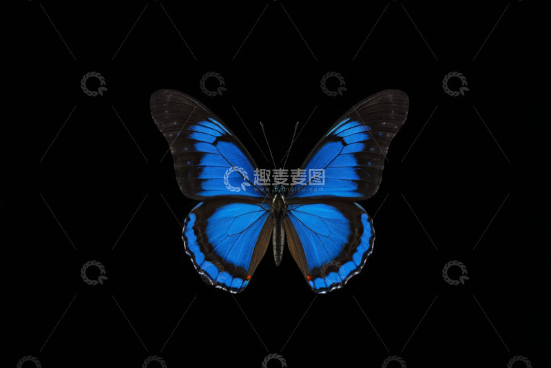 高清大图下载【趣麦麦图】蓝色蝴蝶特写