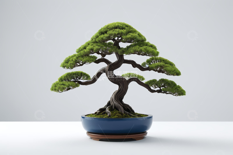 高清大图下载【趣麦麦图】盆栽松树盆景特写
