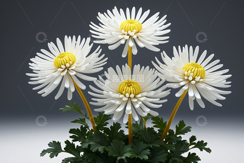 高清大图下载【趣麦麦图】白色菊花花卉特写