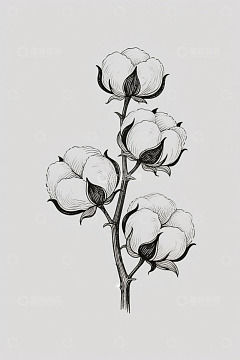 手绘棉花植株插画