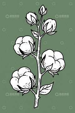 手绘棉花植株插图