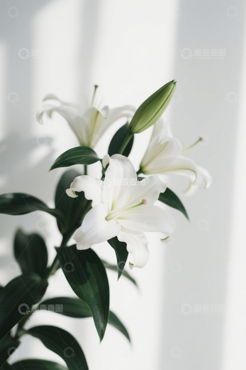 高清大图下载【趣麦麦图】白色百合花特写