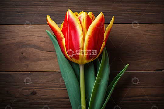 红黄色郁金香特写