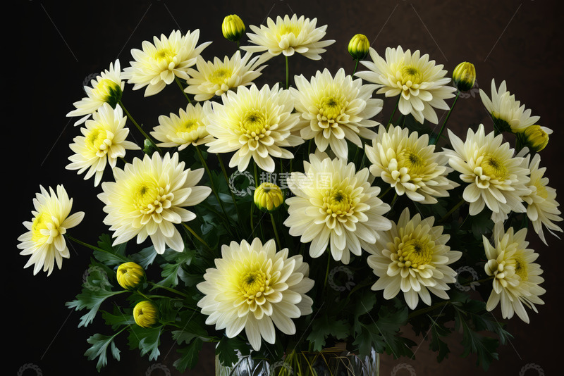 高清大图下载【趣麦麦图】黄色菊花花束特写
