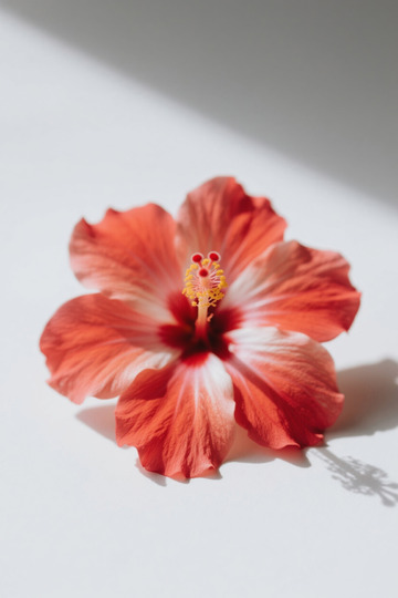 红色扶桑花特写