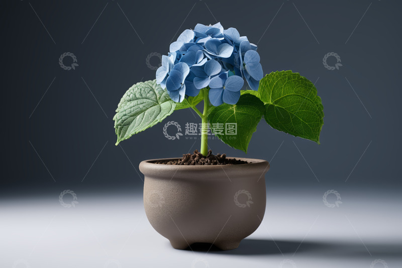 高清大图下载【趣麦麦图】盆栽蓝色绣球花特写