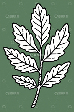 简约线条风格植物叶子插图