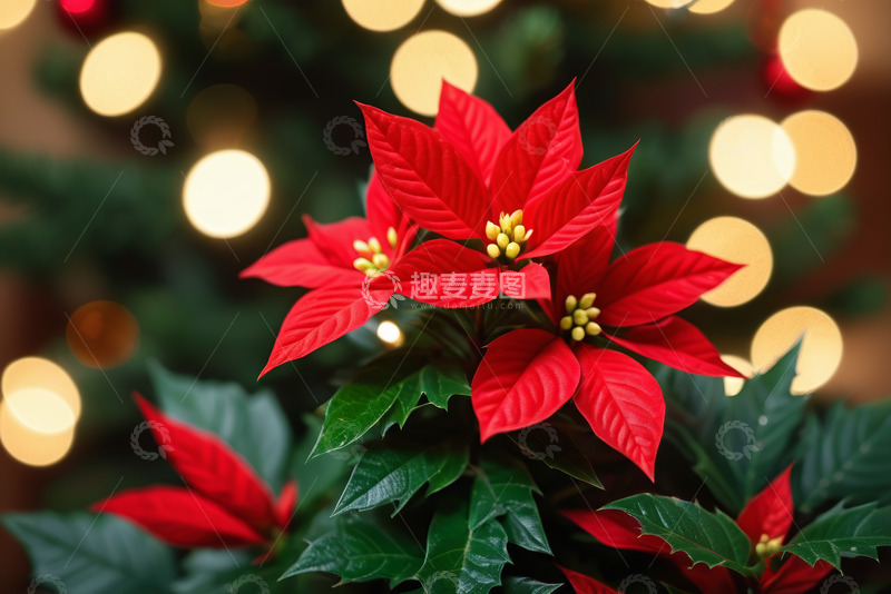 高清大图下载【趣麦麦图】圣诞背景下的一品红花卉