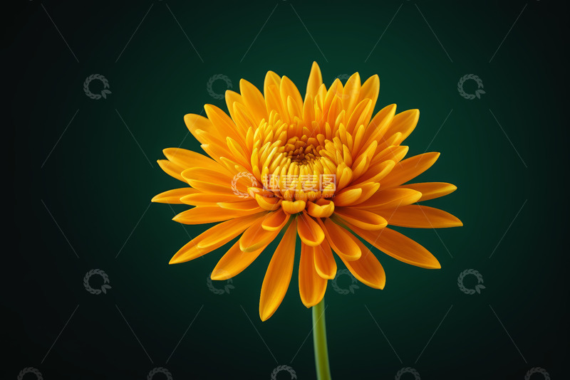 高清大图下载【趣麦麦图】黄色花朵特写