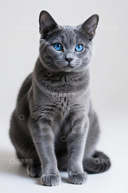 蓝眼灰猫正坐特写