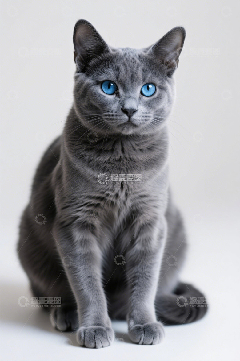 蓝眼灰猫正坐特写