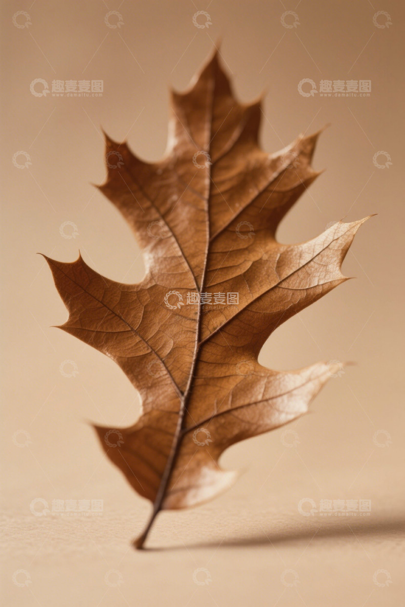高清大图下载【趣麦麦图】棕色枯叶特写