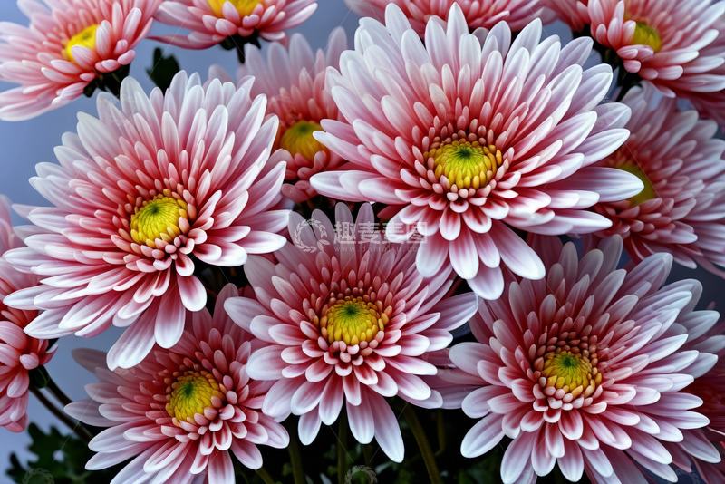 高清大图下载【趣麦麦图】粉色菊花特写素材