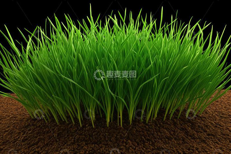 高清大图下载【趣麦麦图】黑底上生长的嫩绿青草