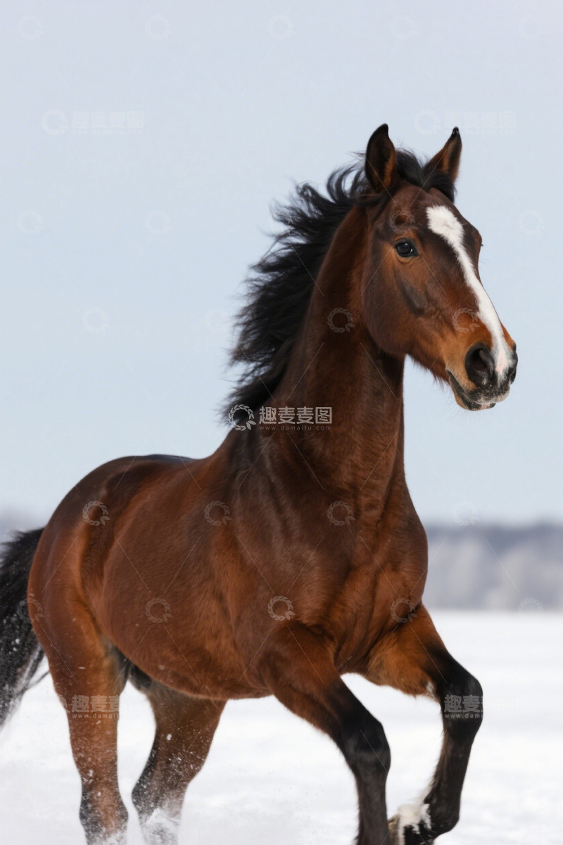 高清大图下载【趣麦麦图】雪地中奔跑的骏马