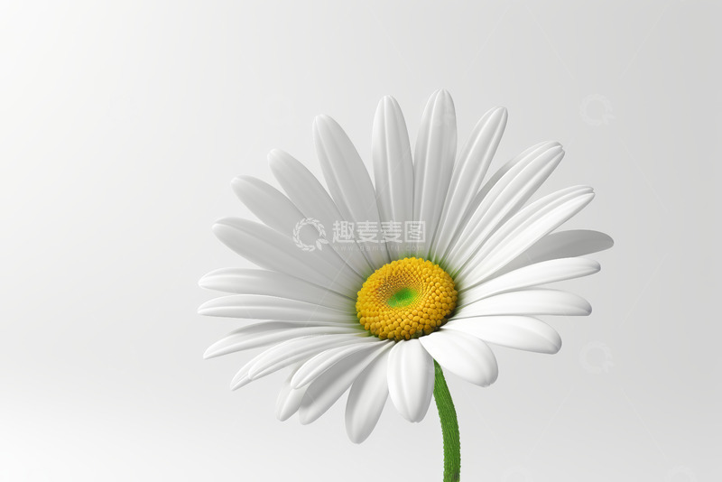 高清大图下载【趣麦麦图】白色雏菊特写素材