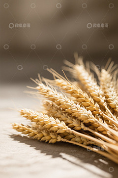 麦穗特写素材