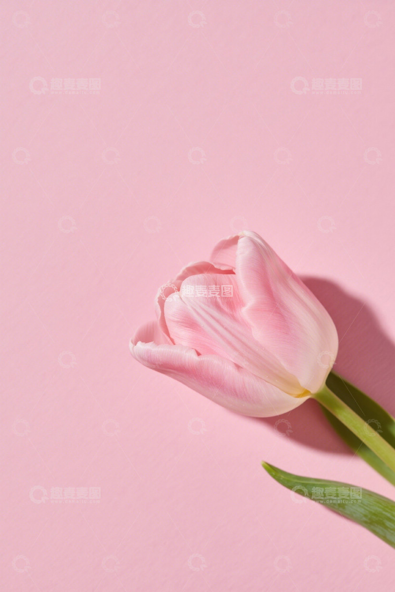 高清大图下载【趣麦麦图】粉色背景上的单支郁金香