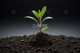 破土而出的嫩绿植物幼苗