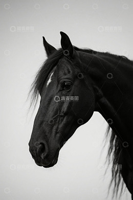 黑马头部特写素材
