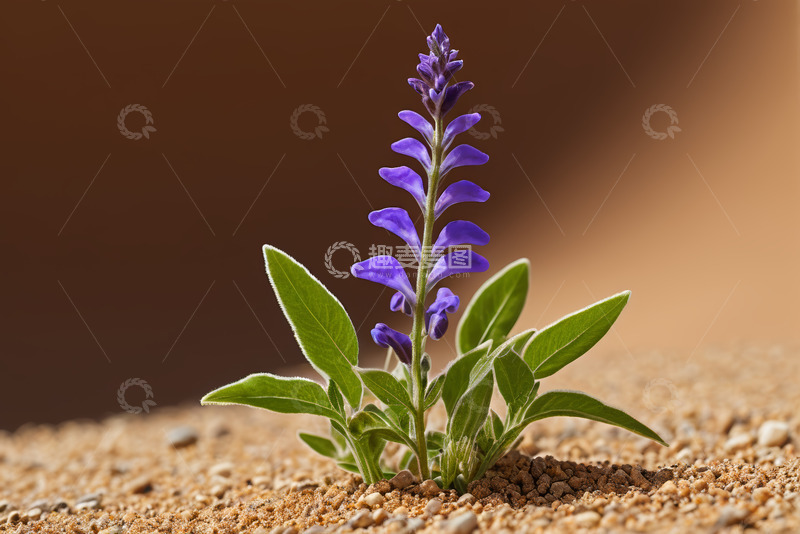 高清大图下载【趣麦麦图】紫色花朵特写