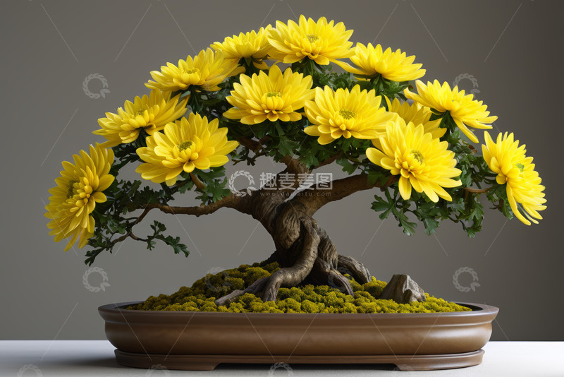 高清大图下载【趣麦麦图】黄色菊花盆景特写