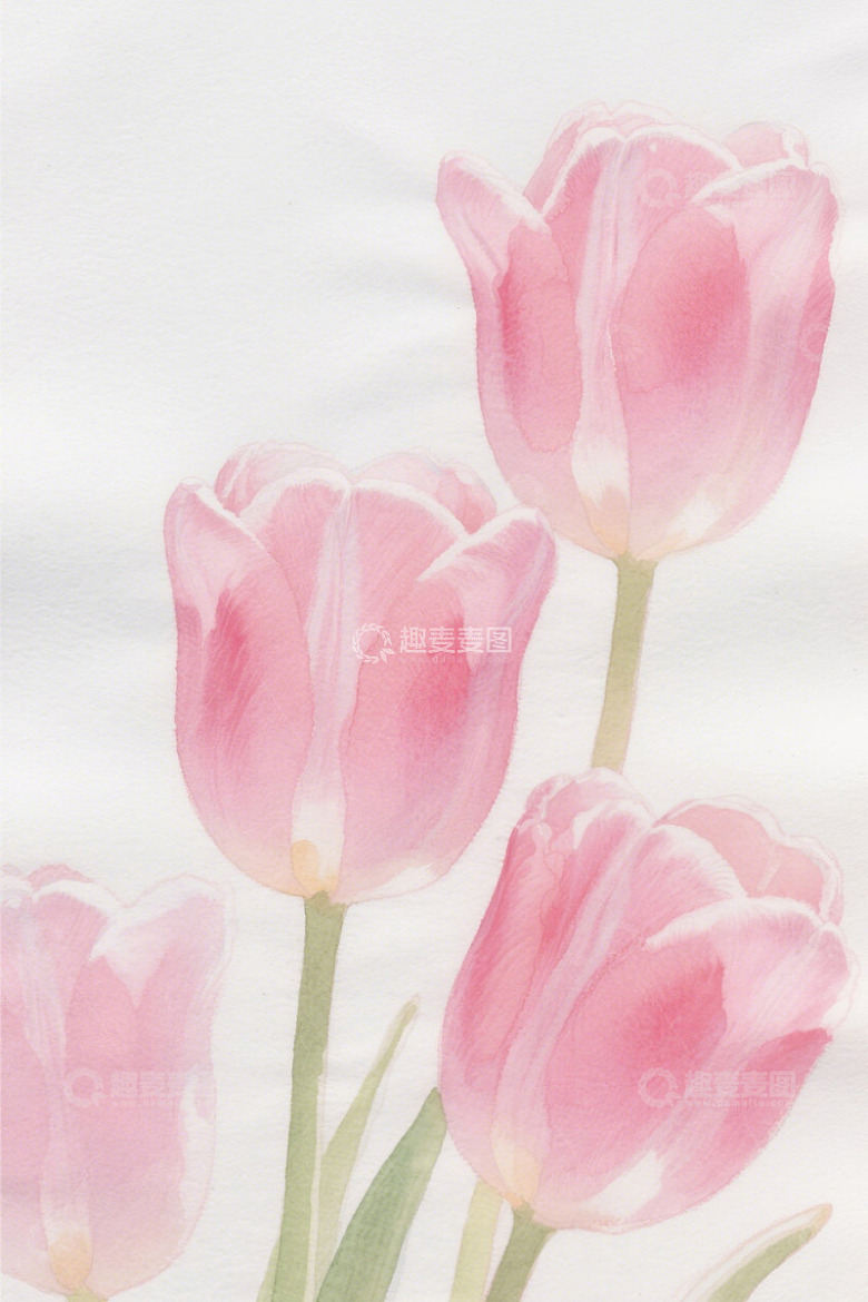粉色水彩风格郁金香花卉