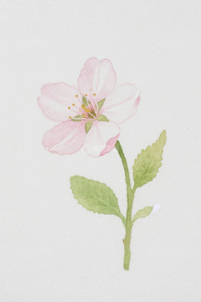 高清大图下载【趣麦麦图】手绘粉色花朵植物插画