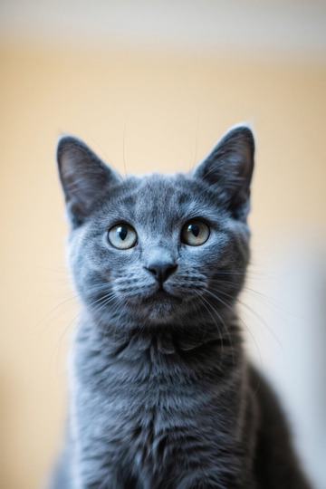 灰色猫咪特写