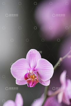 特写粉色蝴蝶兰花卉