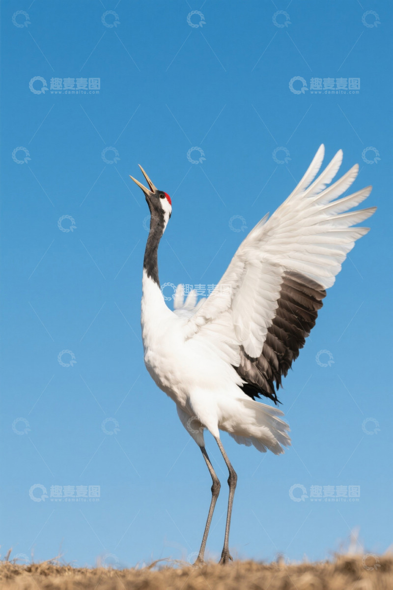 高清大图下载【趣麦麦图】丹顶鹤展翅仰头姿态