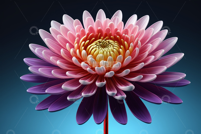 高清大图下载【趣麦麦图】多彩大丽花特写