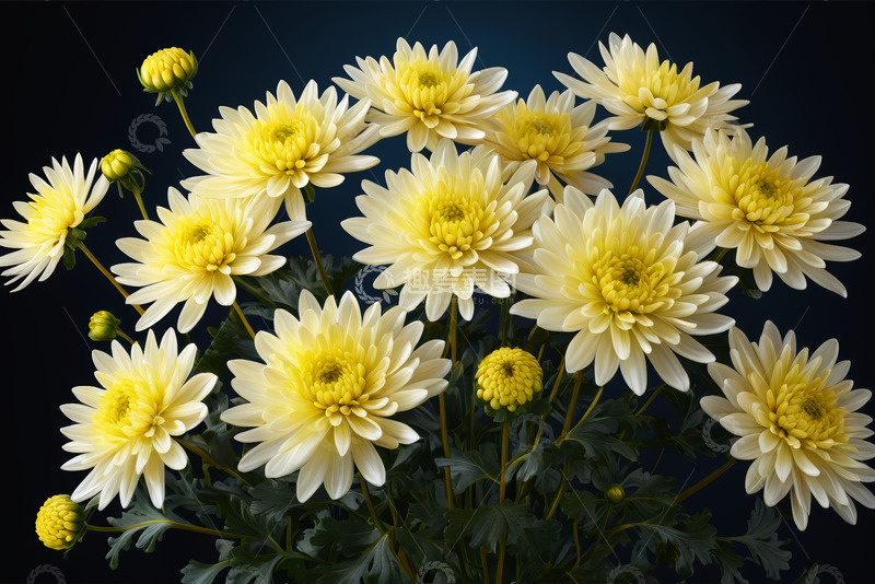 高清大图下载【趣麦麦图】黄色菊花特写