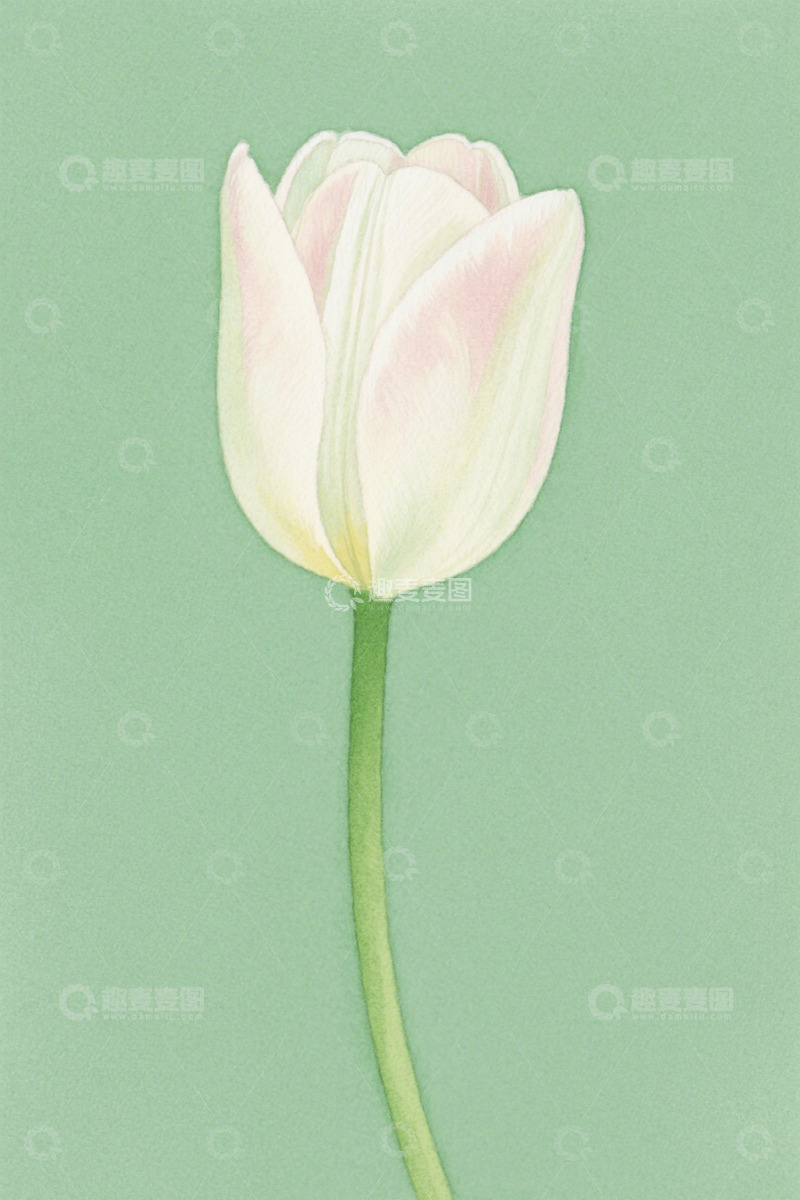 高清大图下载【趣麦麦图】单支粉色郁金香特写