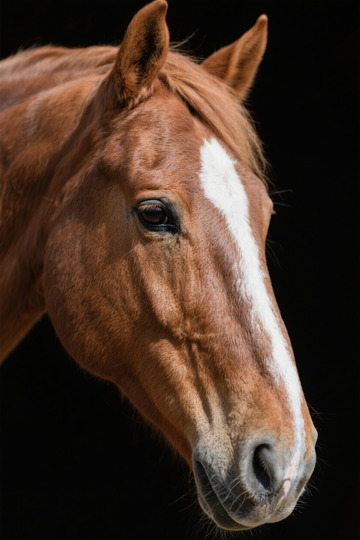 棕色马头部特写素材