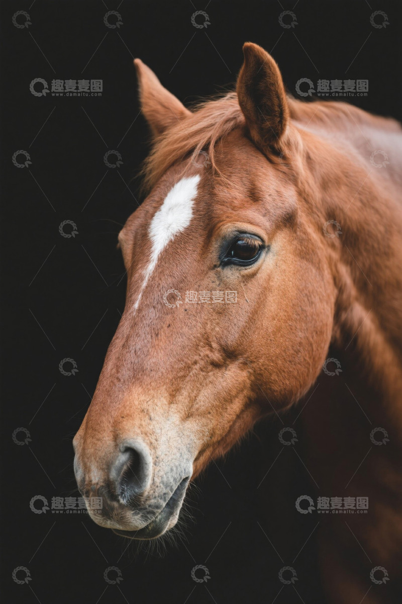 高清大图下载【趣麦麦图】棕色马头部特写