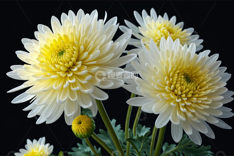 高清大图下载【趣麦麦图】特写白色黄色菊花花卉