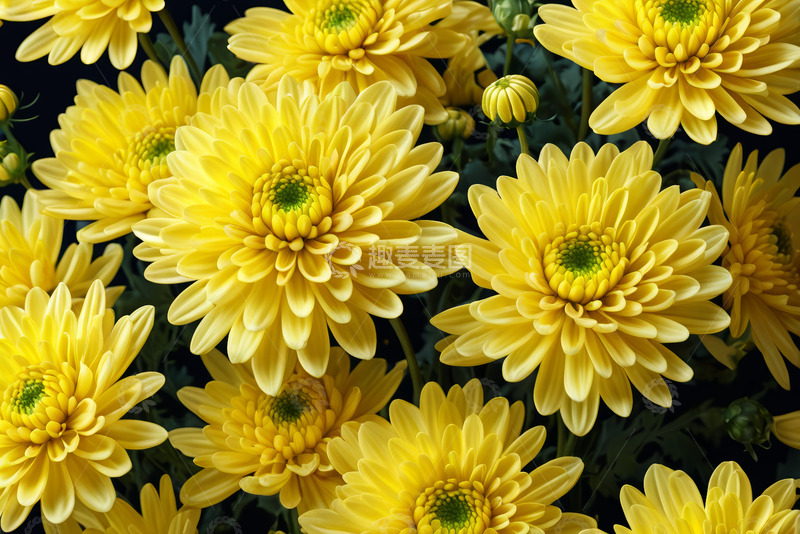 高清大图下载【趣麦麦图】黄色菊花特写素材