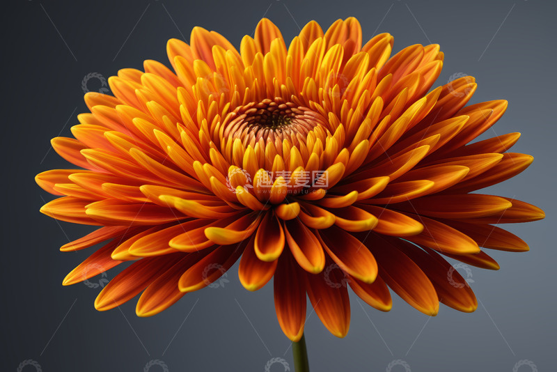 高清大图下载【趣麦麦图】-橙色大丽花特写