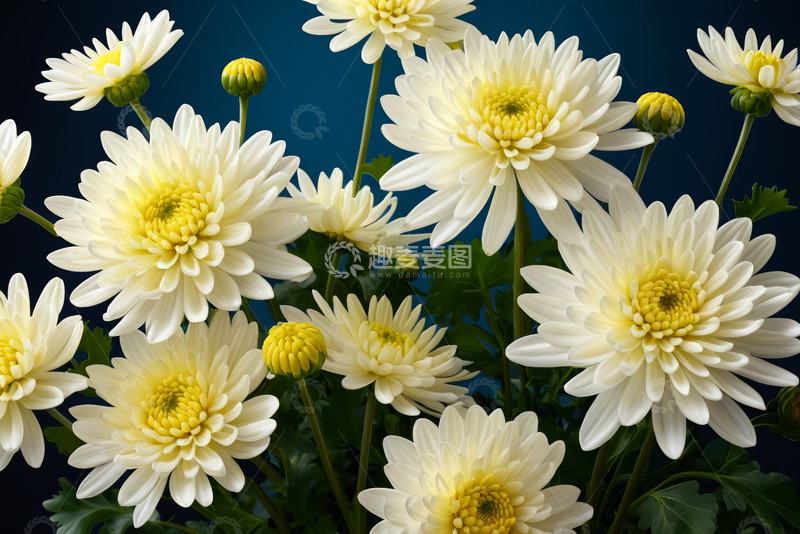 高清大图下载【趣麦麦图】白色菊花特写素材