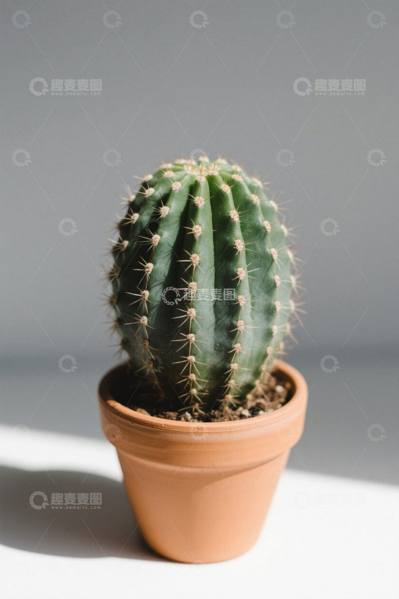 高清大图下载【趣麦麦图】盆栽仙人掌特写