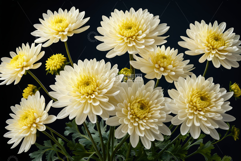 高清大图下载【趣麦麦图】白色菊花特写