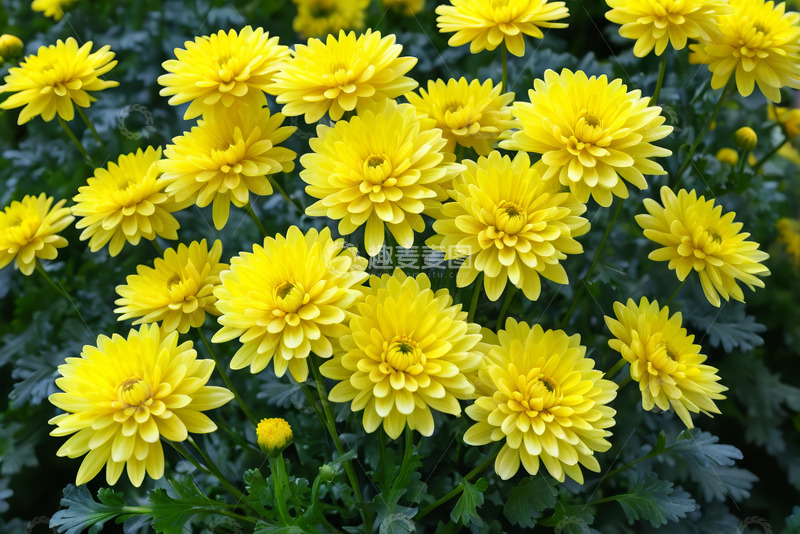 高清大图下载【趣麦麦图】黄色菊花花卉特写