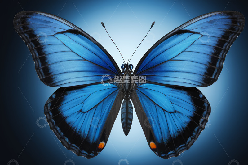 高清大图下载【趣麦麦图】蓝色蝴蝶特写